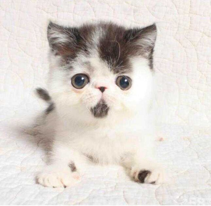 点击大图看下一张：小小的加菲猫幼崽图片