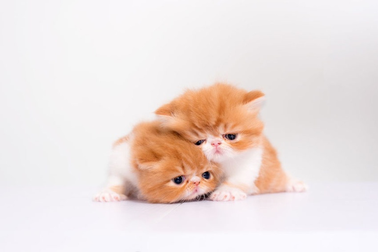 点击大图看下一张：小小的加菲猫幼崽图片