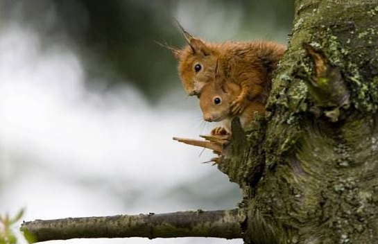 点击大图看下一张：一组在树上到处跑的红松鼠图片