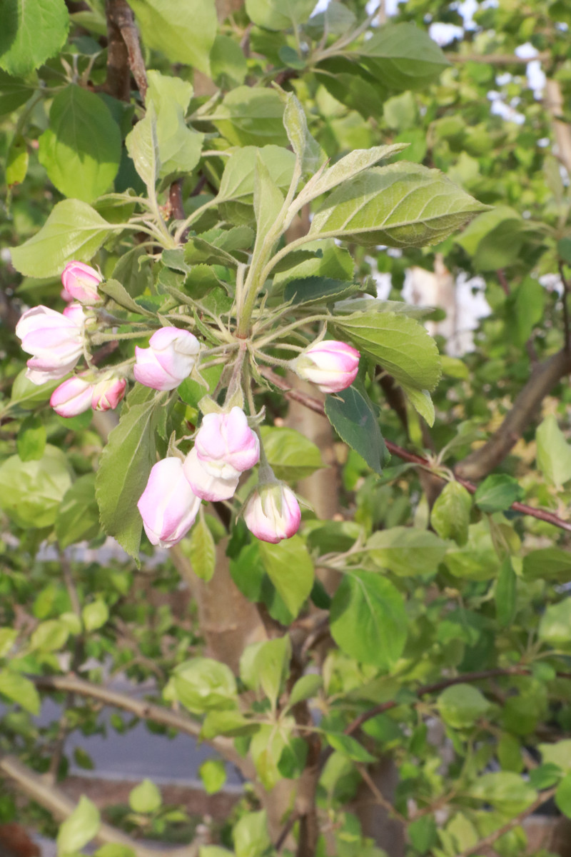 点击大图看下一张：6月开花的植物苹果花图片欣赏