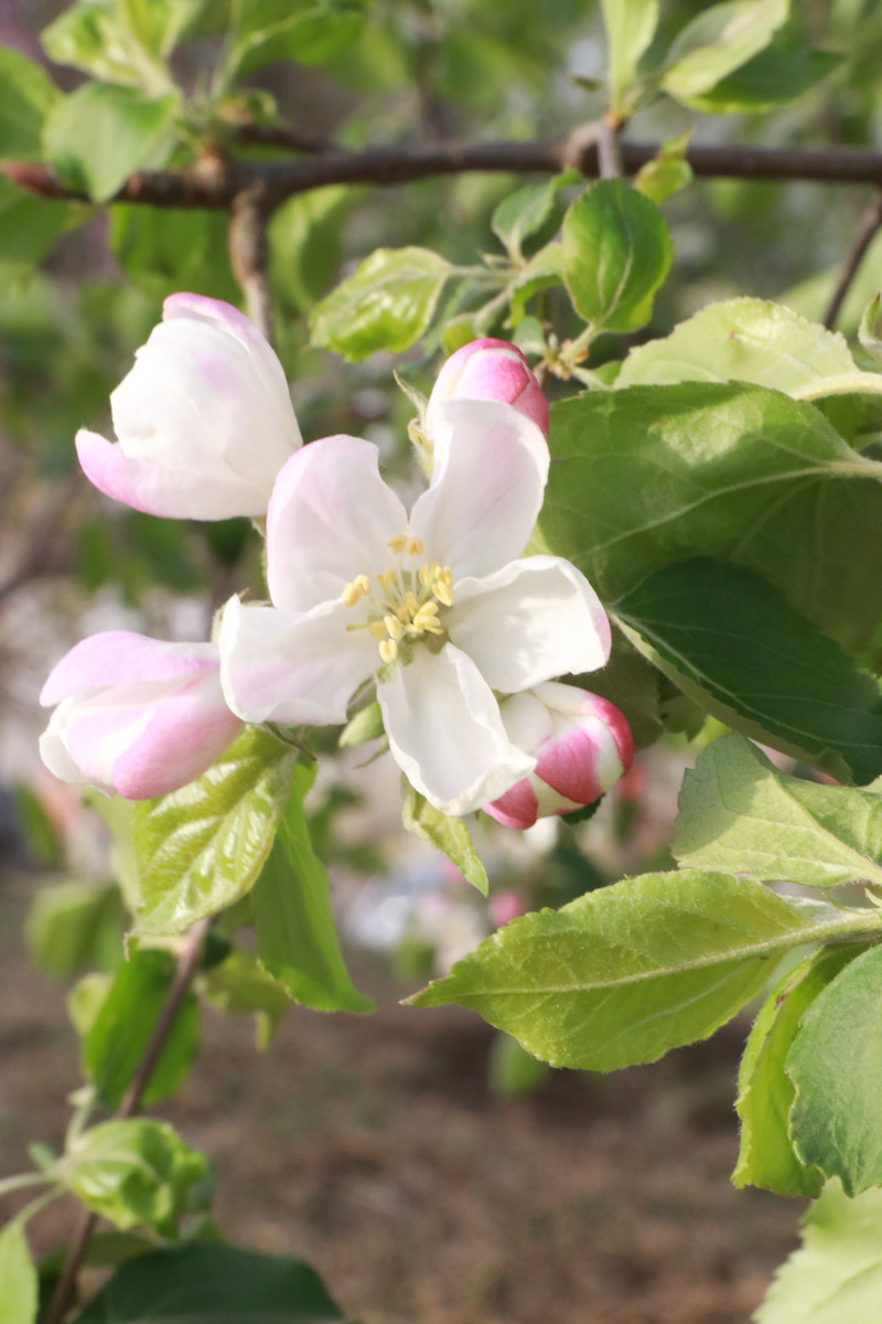 点击大图看下一张：6月开花的植物苹果花图片欣赏
