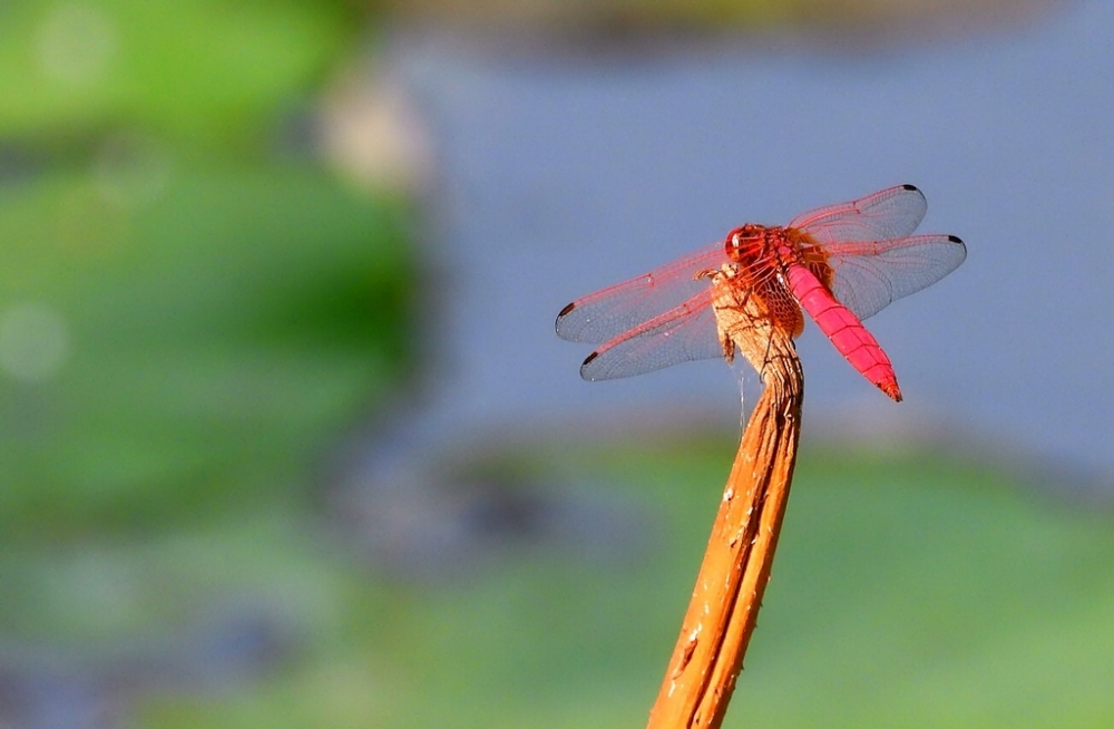点击大图看下一张：春日荷塘里的红色蜻蜓图片