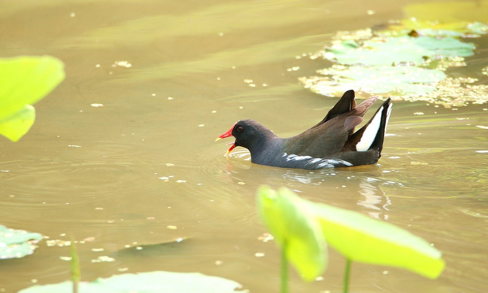 点击大图看下一张：池塘里游行的黑水鸡图片