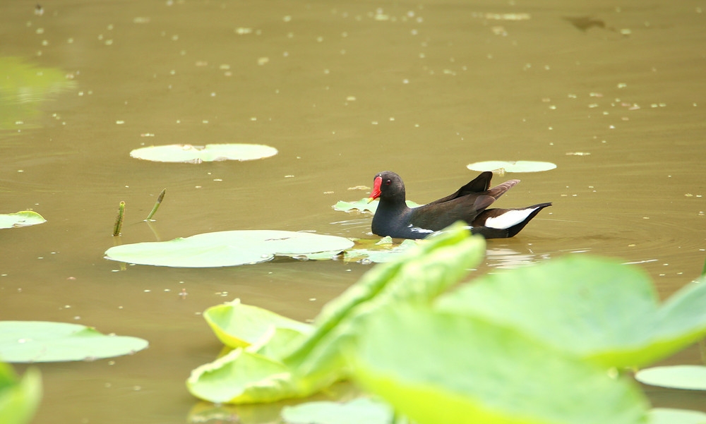 点击大图看下一张：池塘里游行的黑水鸡图片