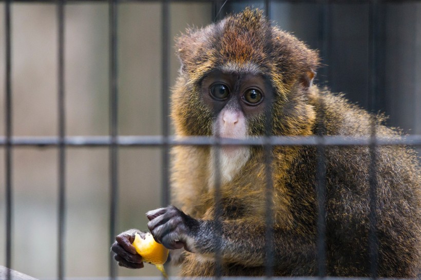 点击大图看下一张：向往自由生活的猴子图片欣赏