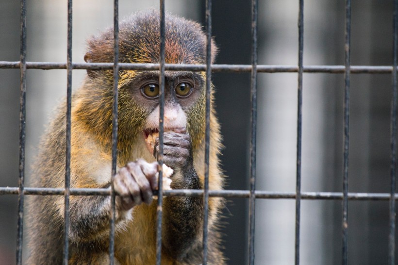 点击大图看下一张：向往自由生活的猴子图片欣赏