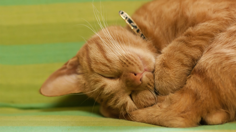 点击大图看下一张：可爱猫咪睡姿图片
