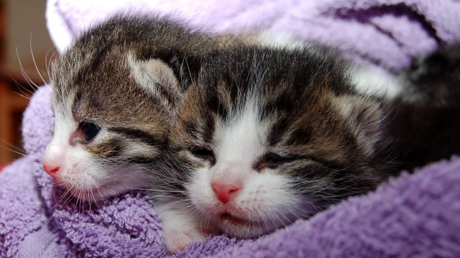 点击大图看下一张：睡觉的小猫图片