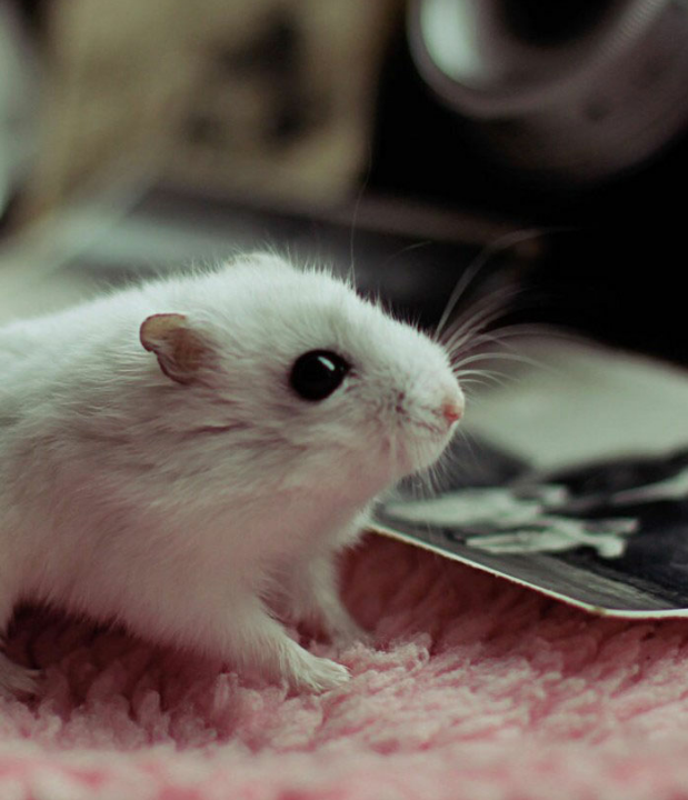 点击大图看下一张：一组可爱小巧的小白鼠图片欣赏