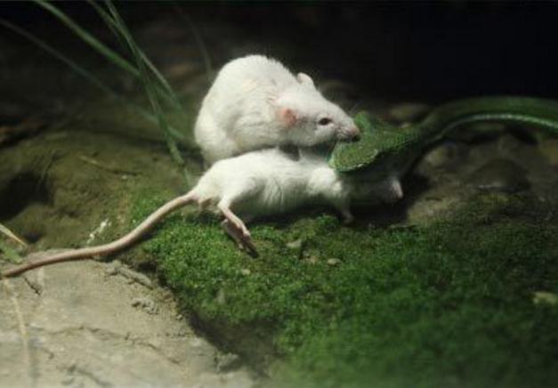 点击大图看下一张：一组可爱小巧的小白鼠图片欣赏