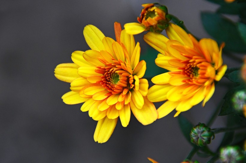 点击大图看下一张：一组向阳花开的非洲菊图片欣赏
