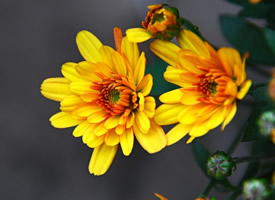 一组向阳花开的非洲菊图片欣赏