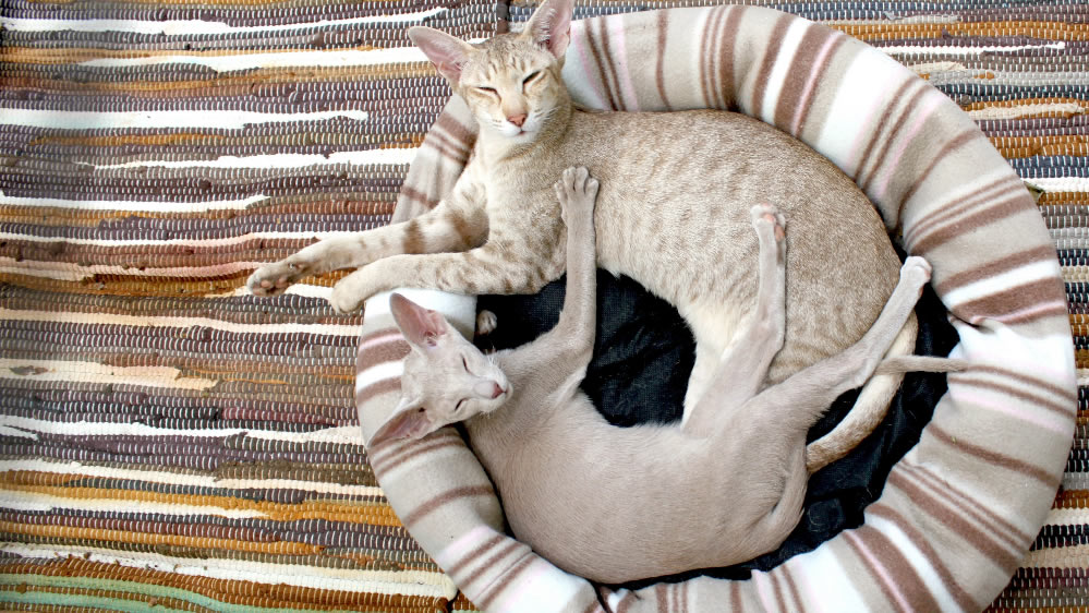 点击大图看下一张：一组猫咪睡姿图片