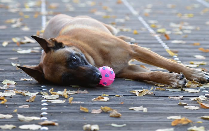点击大图看下一张:一组威猛的比利时玛利诺犬图片欣赏