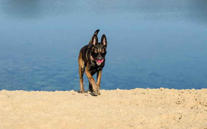 点击大图看下一张：一组威猛的比利时玛利诺犬图片欣赏