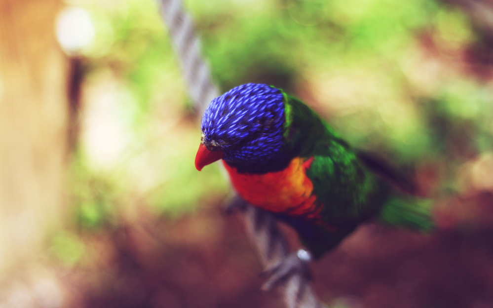 点击大图看下一张：美丽可爱的五彩鹦鹉图片
