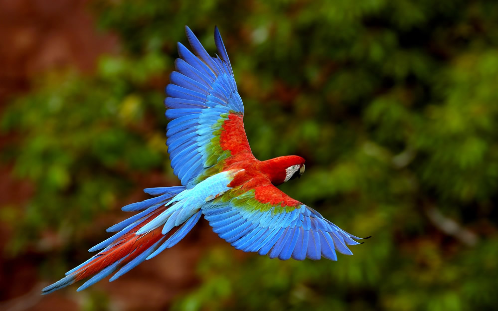 点击大图看下一张：美丽可爱的五彩鹦鹉图片