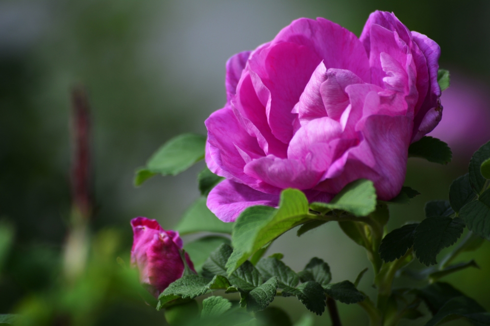 点击大图看下一张：野生红刺玫-玫瑰花图片大全