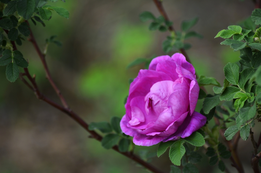 点击大图看下一张：野生红刺玫-玫瑰花图片大全