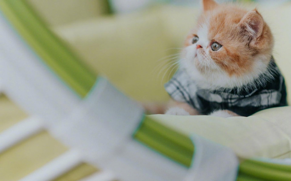 点击大图看下一张：呆萌小猫可爱高清桌面壁纸