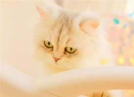 呆萌白色小猫咪高清桌面壁纸
