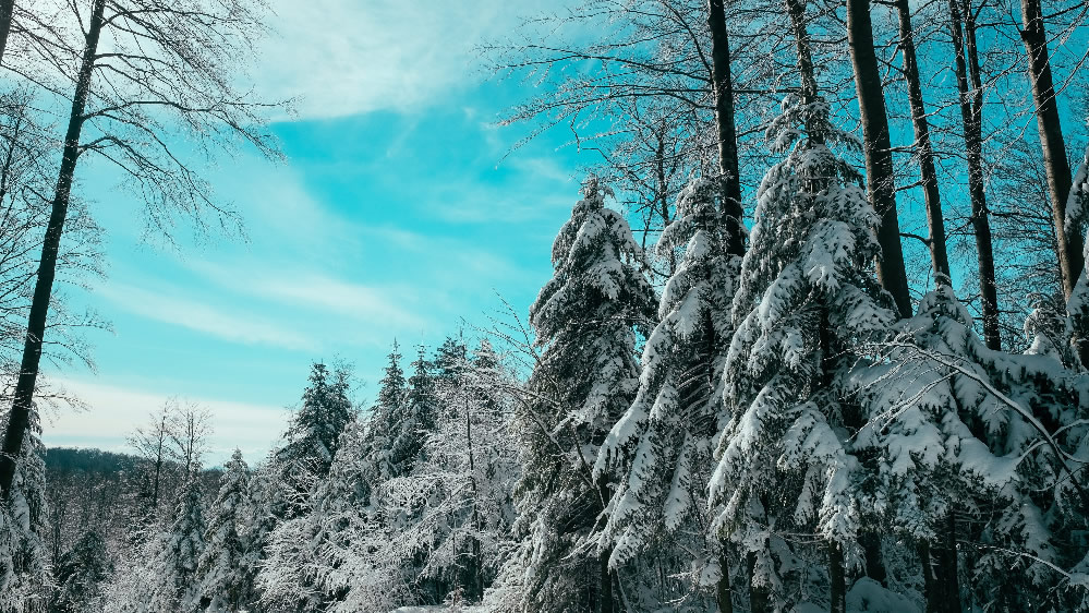 点击大图看下一张：冬季白雪皑皑的森林图片