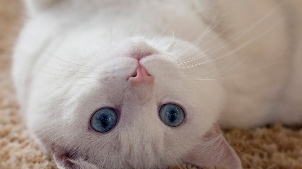点击大图看下一张：可爱软萌的白色小猫咪桌面壁纸