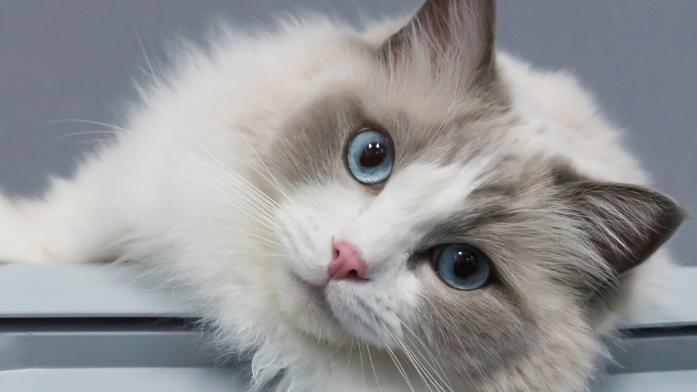 点击大图看下一张：可爱软萌的白色小猫咪桌面壁纸