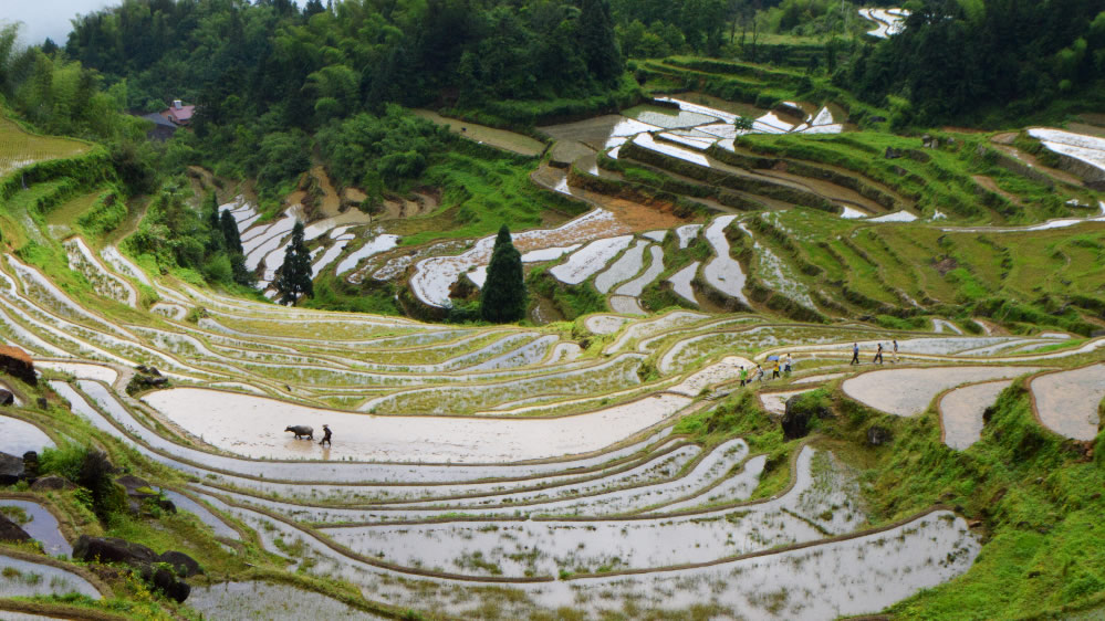 点击大图看下一张：云和梯田风景图片