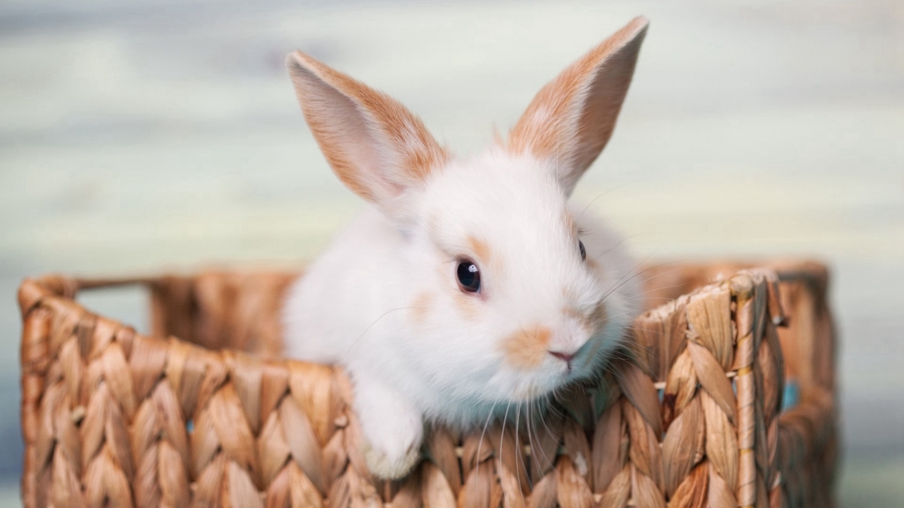 点击大图看下一张：呆萌可爱的兔子桌面壁纸