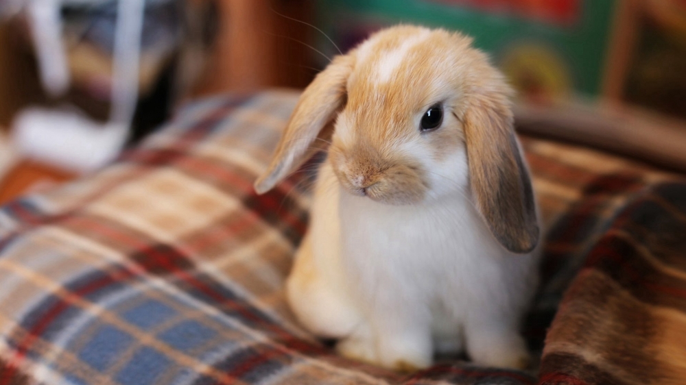 点击大图看下一张：呆萌可爱的兔子桌面壁纸