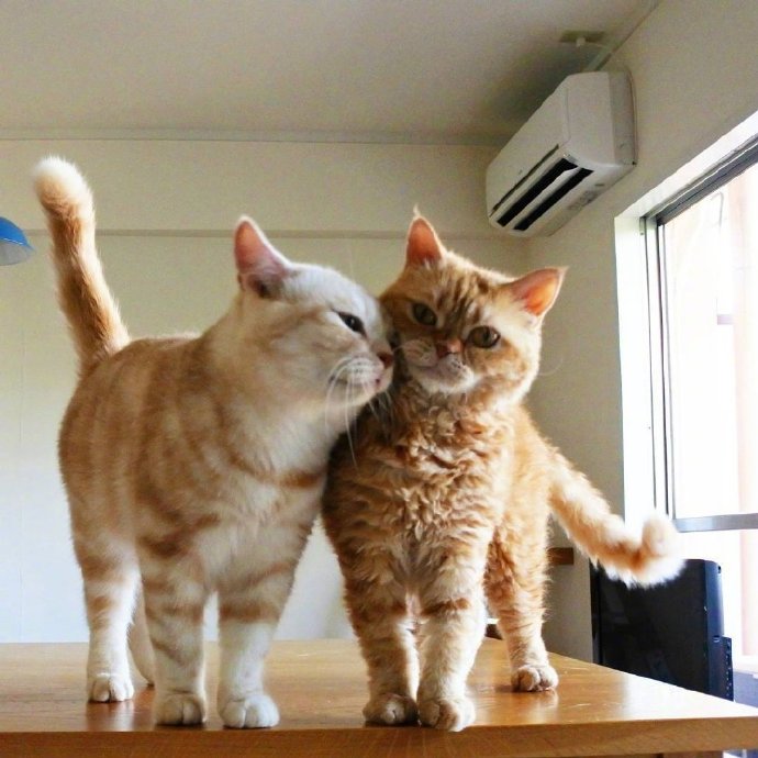 点击大图看下一张：两只可爱的小猫图片