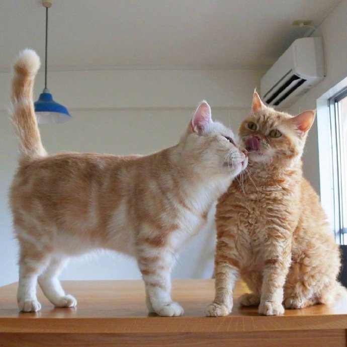 点击大图看下一张：两只可爱的小猫图片