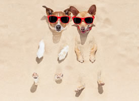 一组沙滩上被戏弄的狗狗图片欣赏