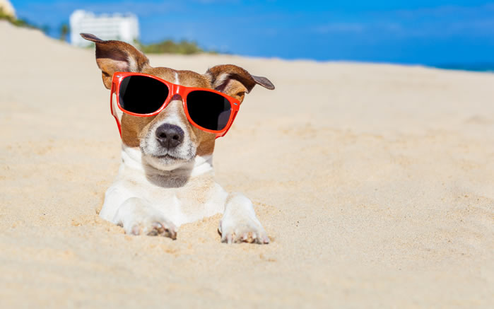点击大图看下一张：一组沙滩上被戏弄的狗狗图片欣赏