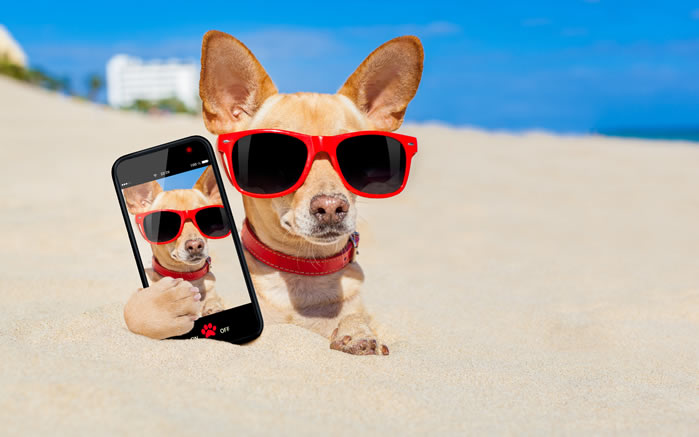 点击大图看下一张：一组沙滩上被戏弄的狗狗图片欣赏