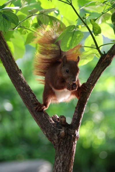 点击大图看下一张：在树干上玩耍的小松鼠图片欣赏