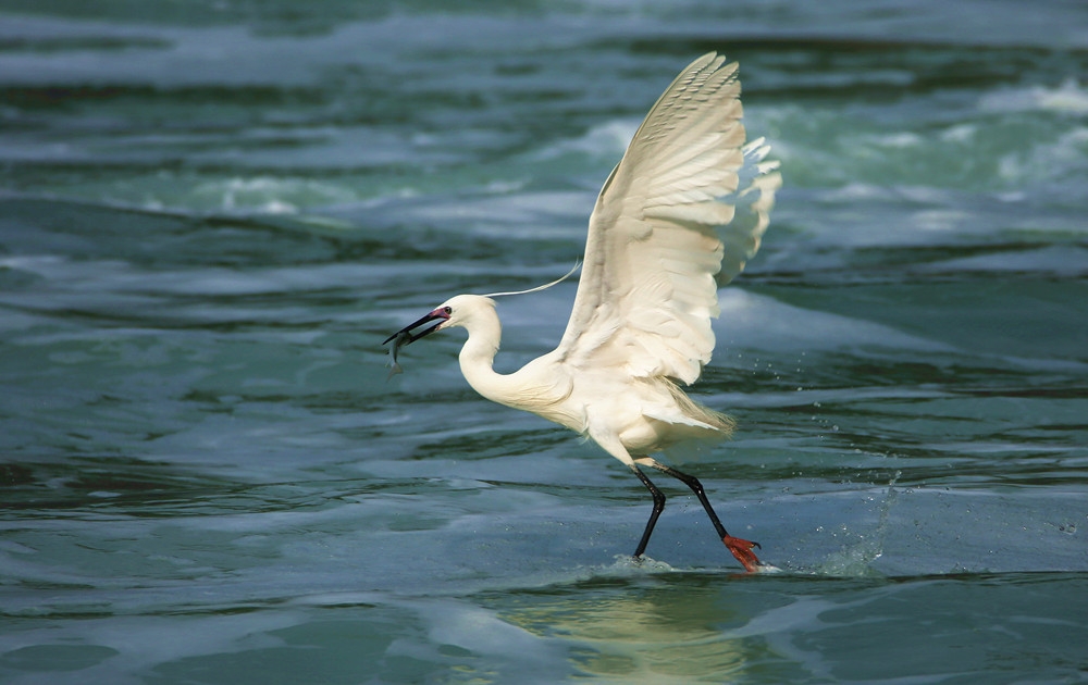 点击大图看下一张：水面上一只白鹭飞图片欣赏
