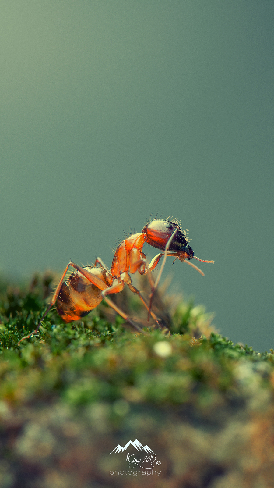 点击大图看下一张：一组超微距蚂蚁图片大全
