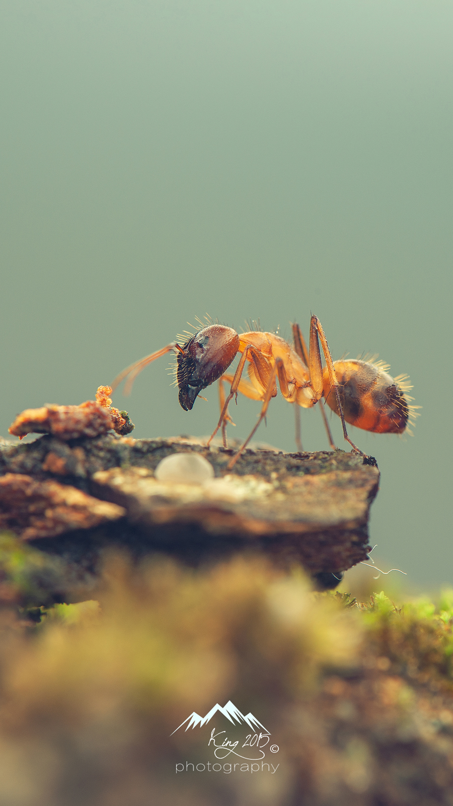 点击大图看下一张：一组超微距蚂蚁图片大全