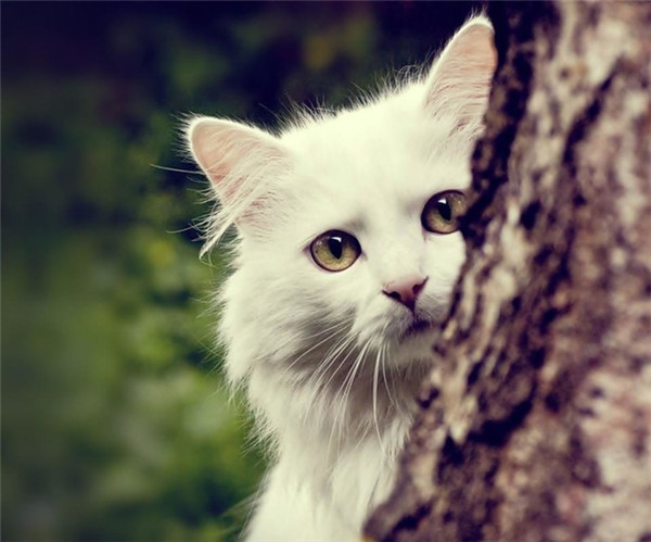 点击大图看下一张：可爱的挪威森林猫图片