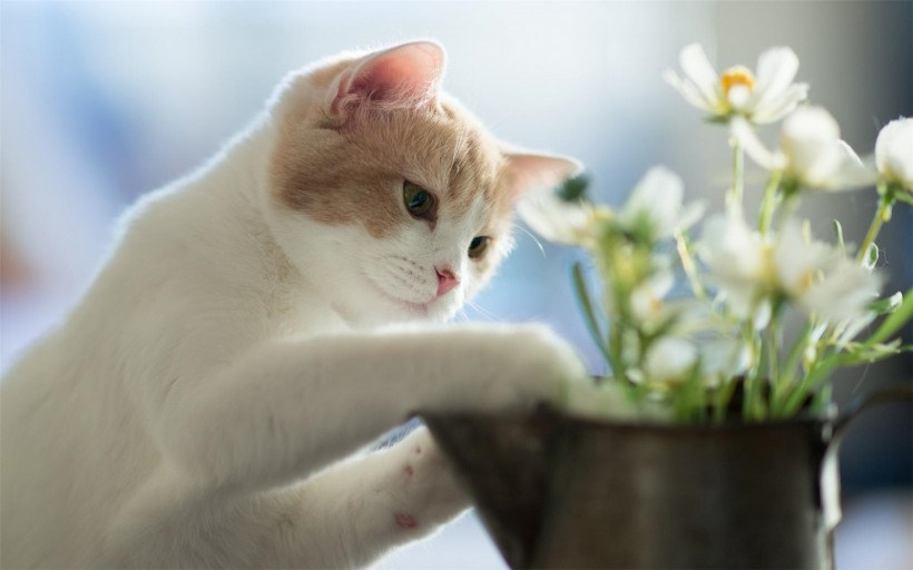 点击大图看下一张：萌萌哒白色猫高清图片