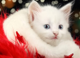 萌萌哒白色猫高清图片