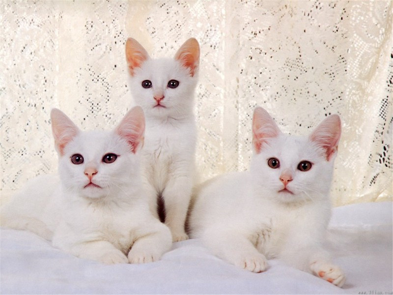 点击大图看下一张：萌萌哒白色猫高清图片