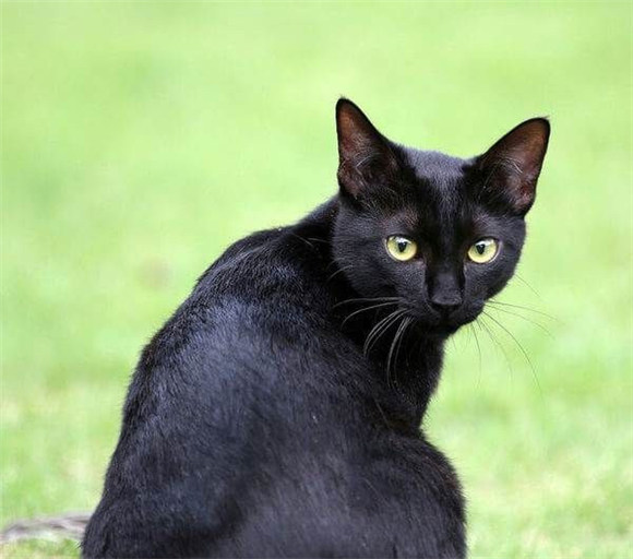 点击大图看下一张：一组黑色孟买猫图片