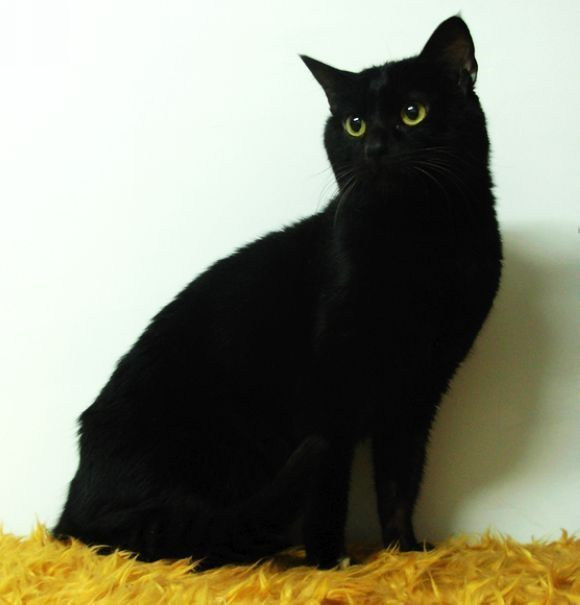 点击大图看下一张：一组黑色孟买猫图片