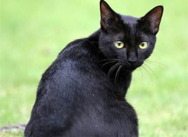 一组黑色孟买猫图片