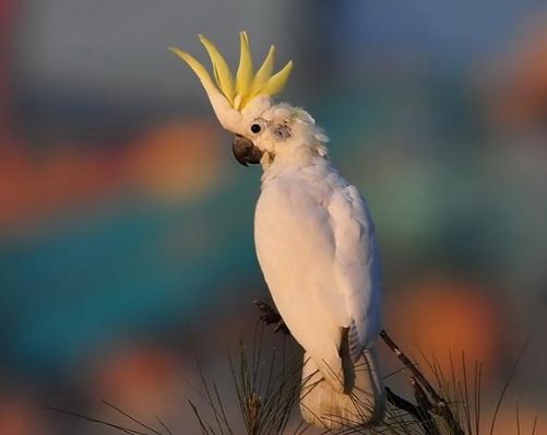 点击大图看下一张：漂亮的小葵花凤头鹦鹉图片