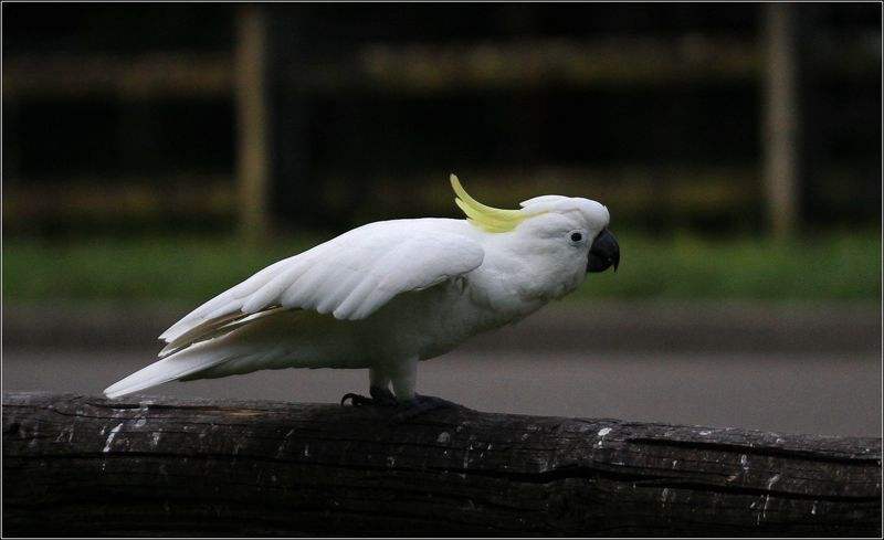 点击大图看下一张：漂亮的小葵花凤头鹦鹉图片