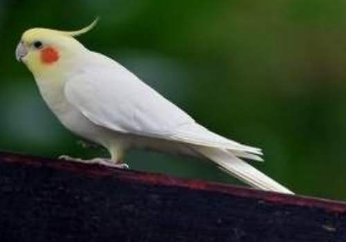 点击大图看下一张：白色好看的小葵花凤头鹦鹉图片
